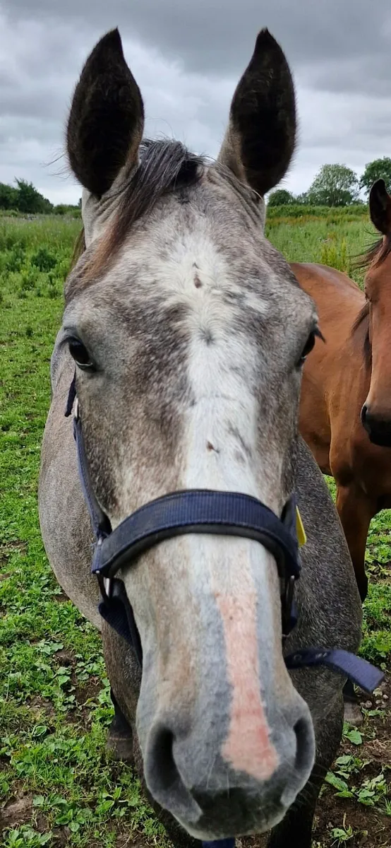 Horses - Image 3