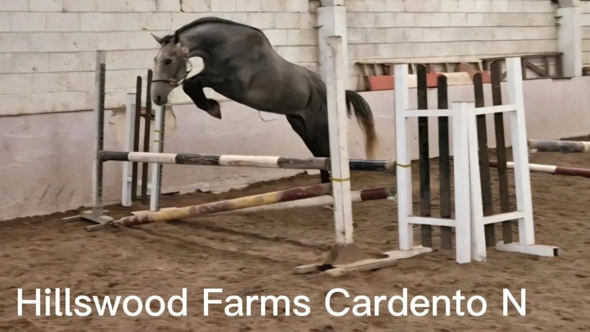 Horses - Image 1