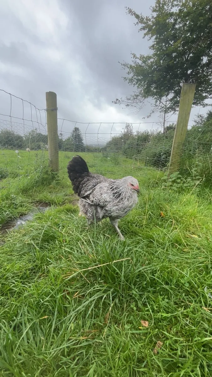 Hens/ducks/quail - Image 2