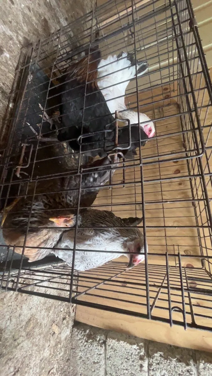 Hens/ducks/quail - Image 3