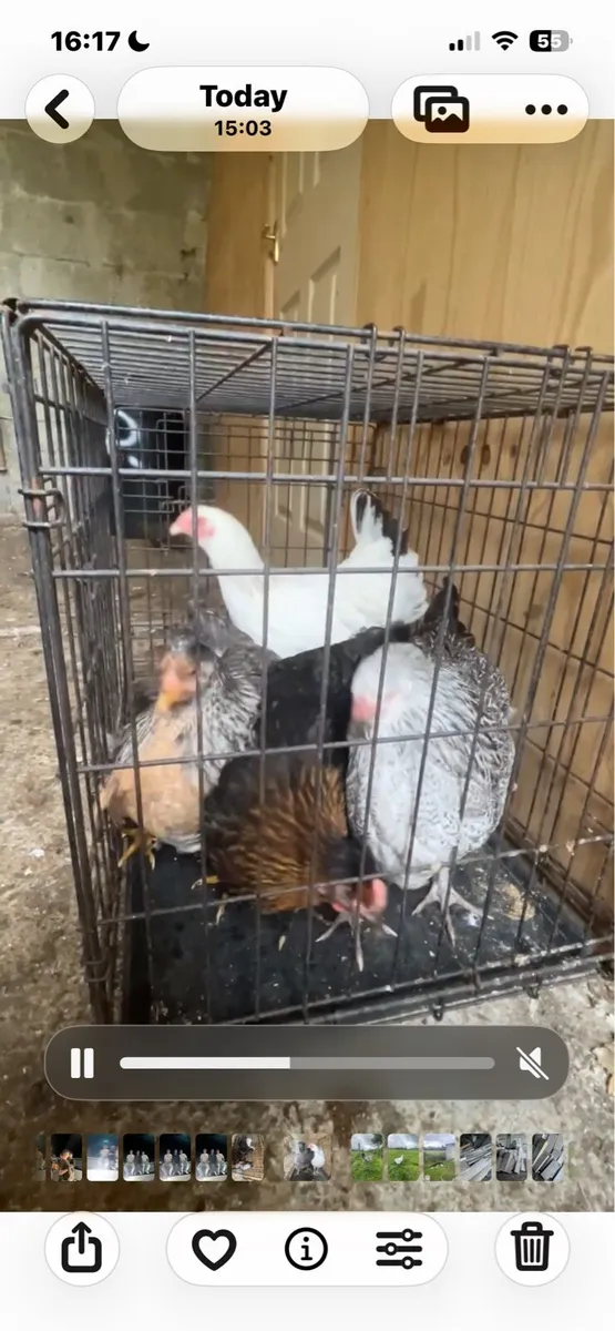 Hens/ducks/quail - Image 4