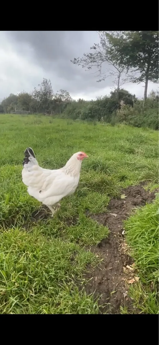 Hens/ducks/quail - Image 1