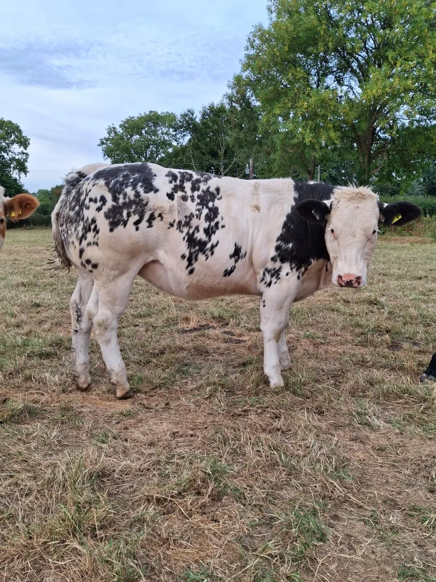 Super bunch of breeding heifers - Image 2