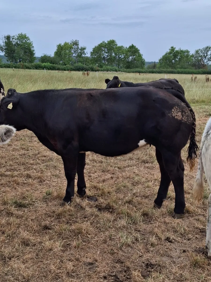 Super bunch of breeding heifers - Image 3
