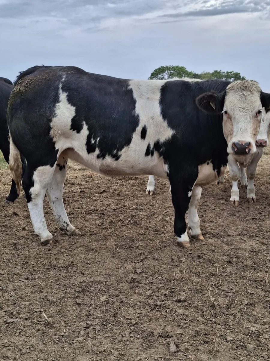 Super bunch of breeding heifers - Image 4