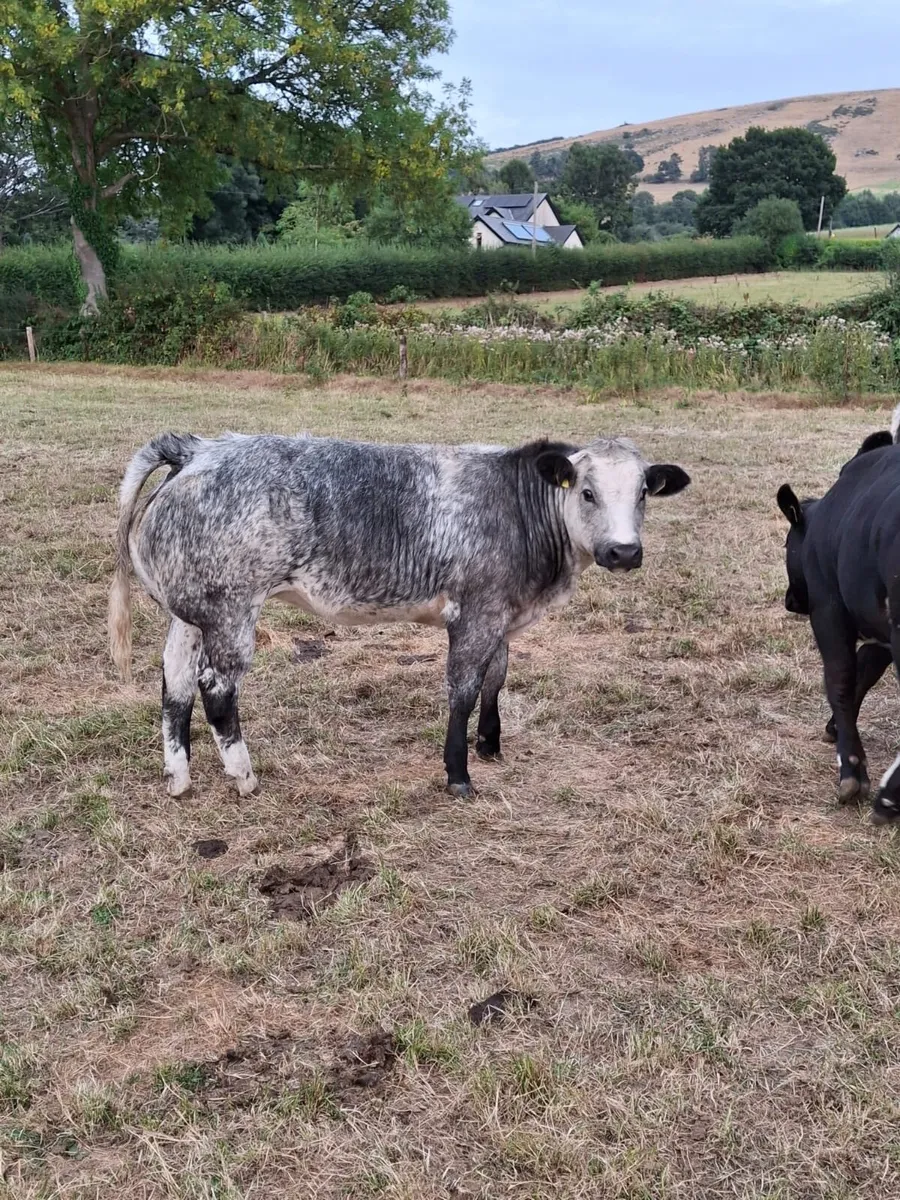 Super bunch of breeding heifers - Image 1