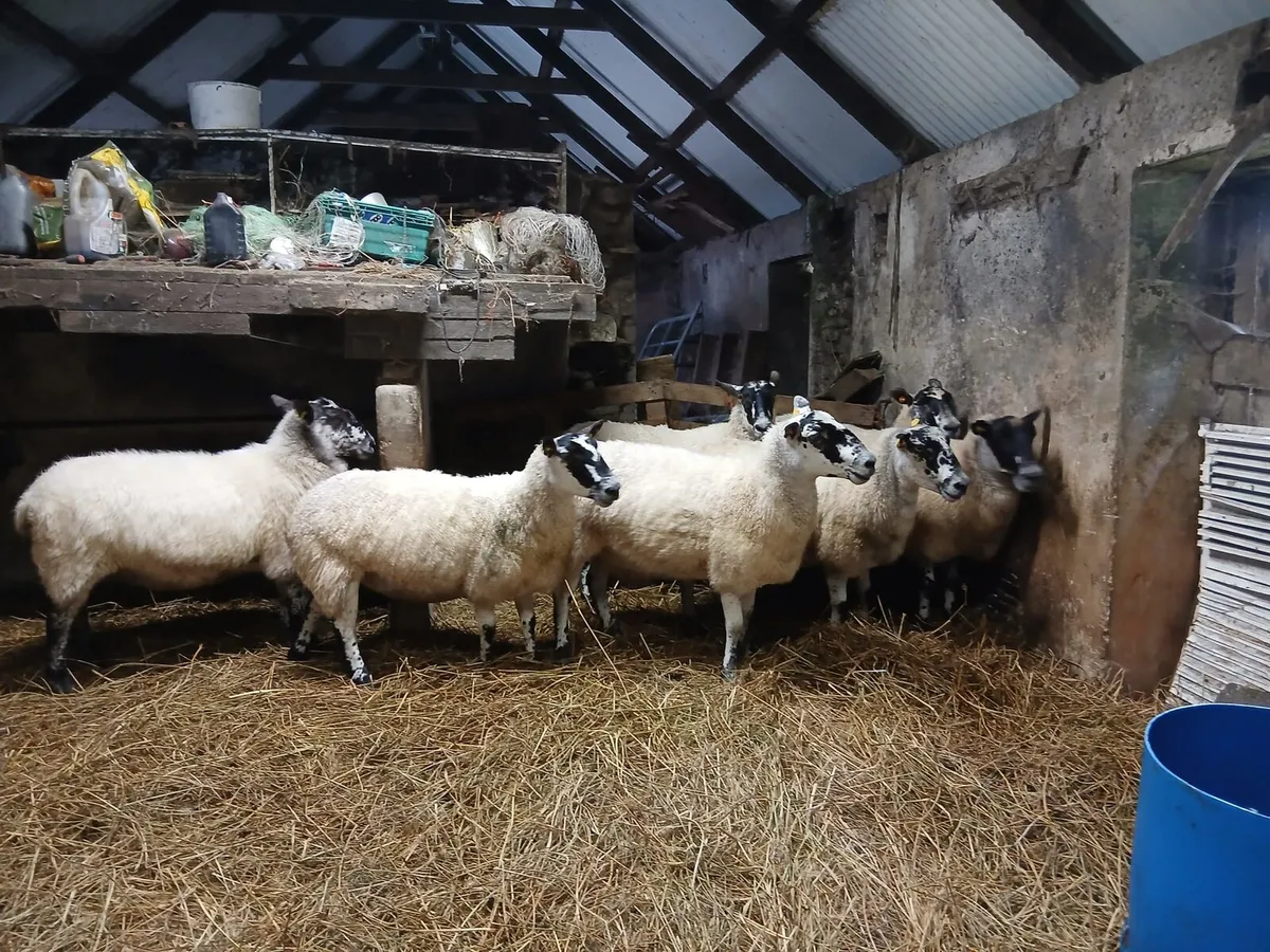 Mule ewes & Hampshire mule hoggets - Image 3