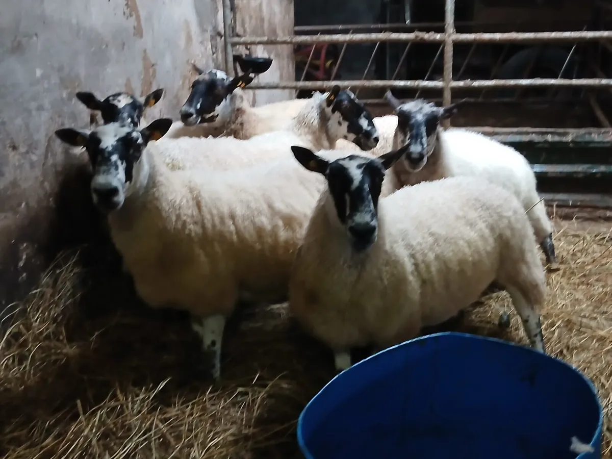 Mule ewes & Hampshire mule hoggets - Image 4