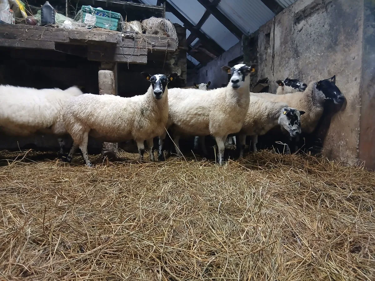 Mule ewes & Hampshire mule hoggets - Image 1