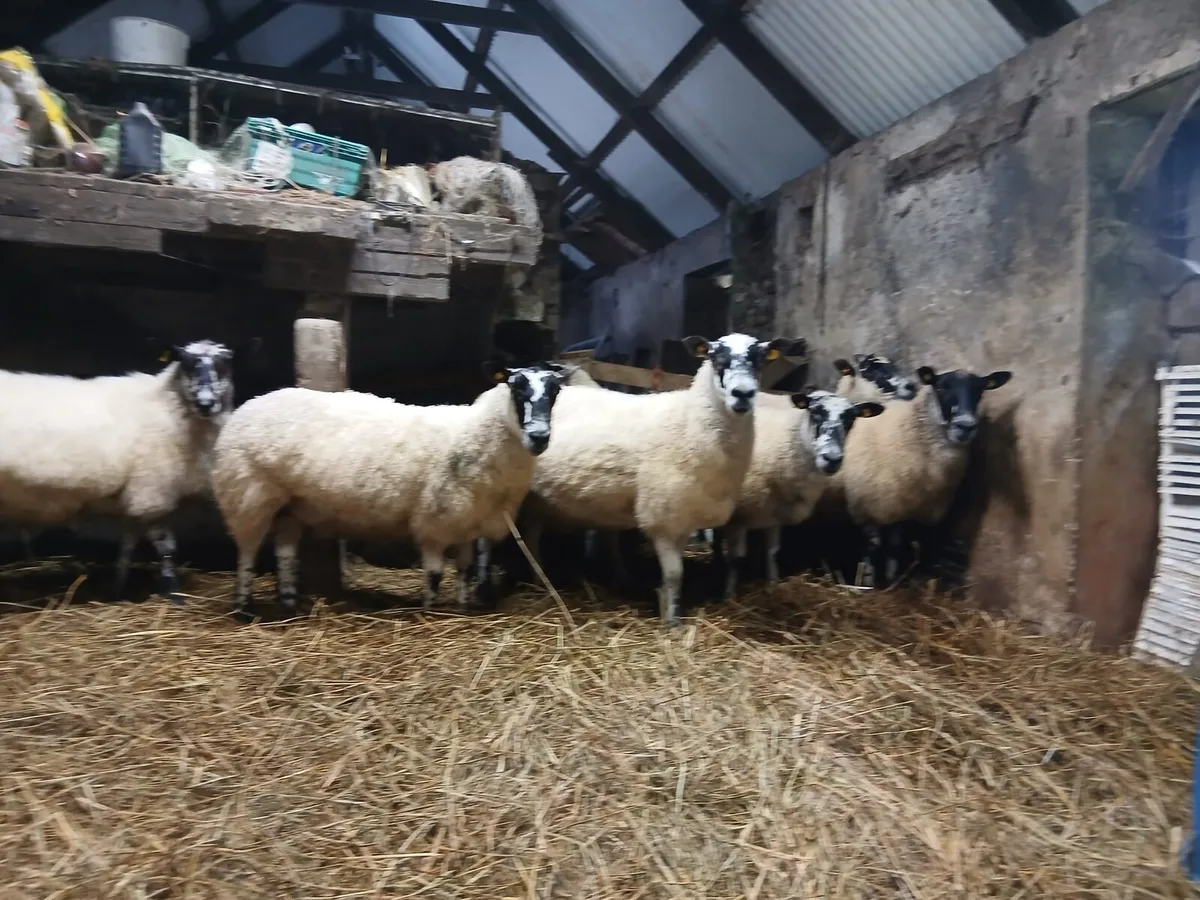 Mule ewes & Hampshire mule hoggets - Image 2