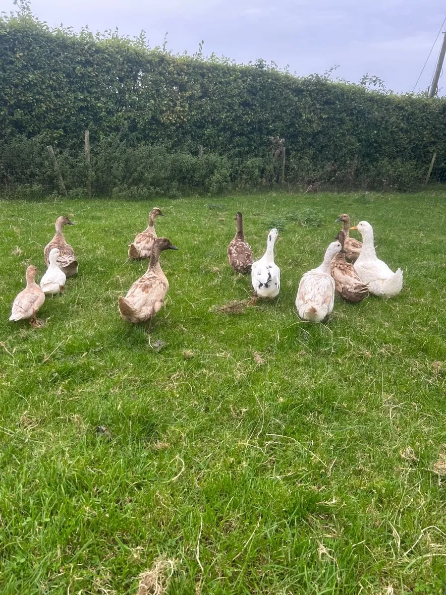 Ducks - Image 1