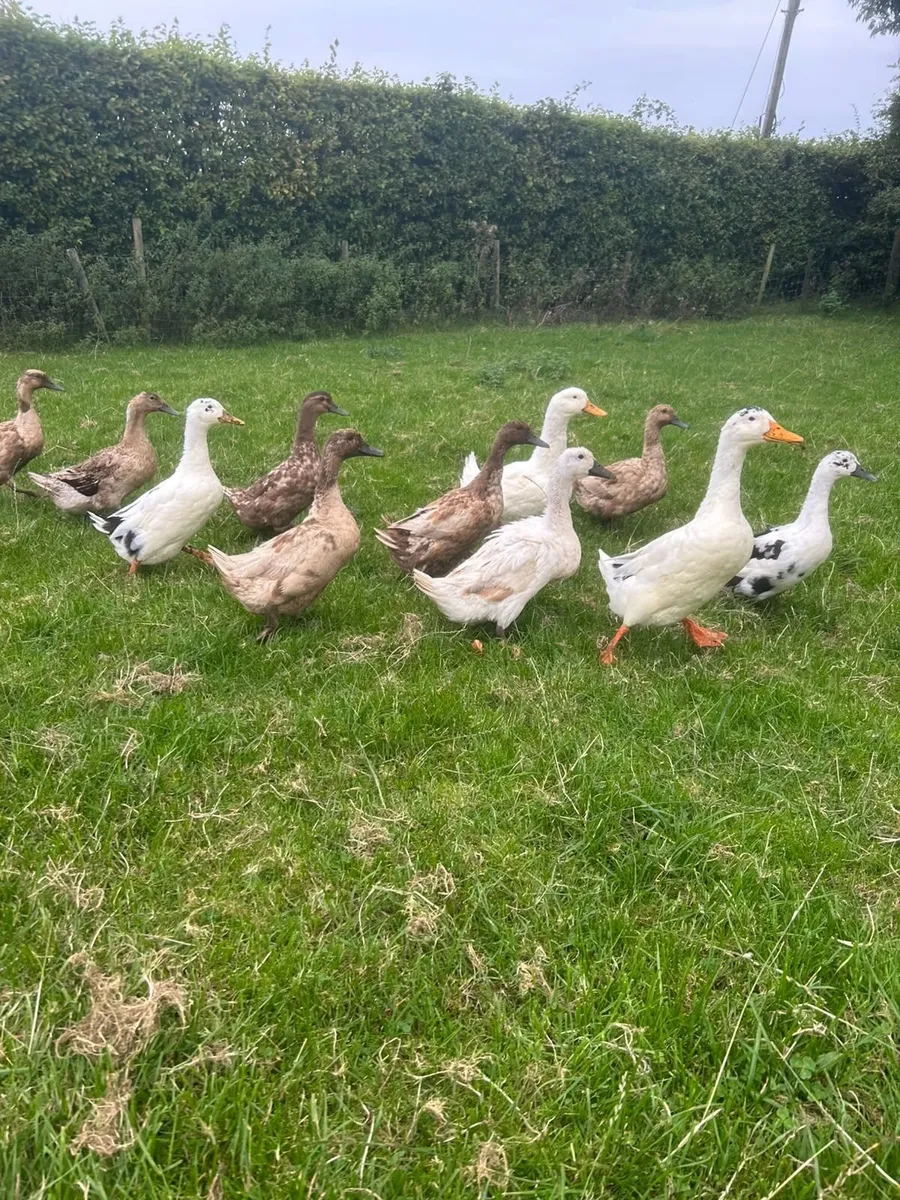 Ducks - Image 2