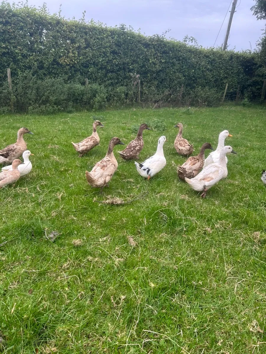 Ducks - Image 3