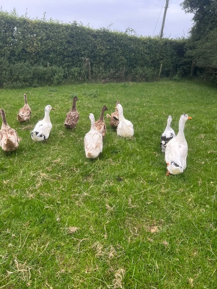 Ducks - Image 4