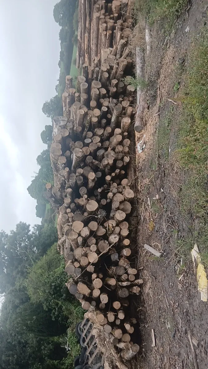 firewood - Image 2