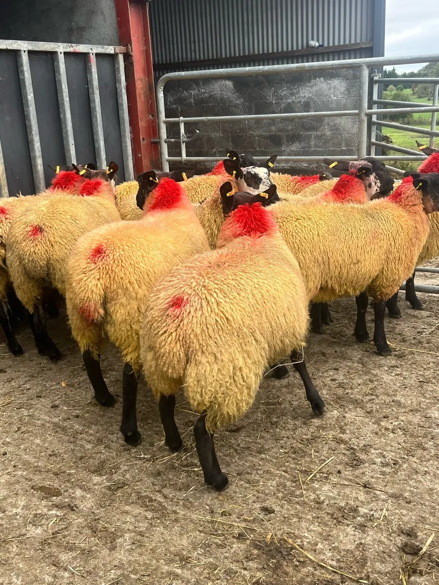 10 SUPER EWE LAMBS - Image 1