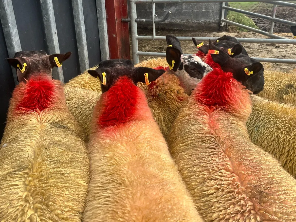 10 SUPER EWE LAMBS - Image 2