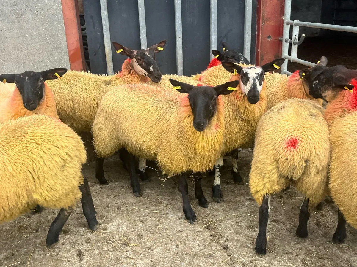 10 SUPER EWE LAMBS - Image 3