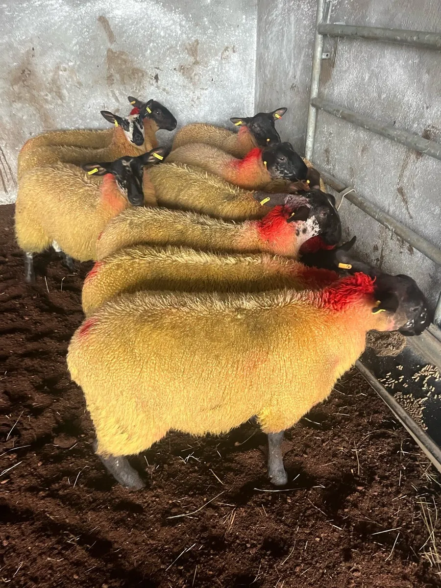 10 SUPER EWE LAMBS - Image 4