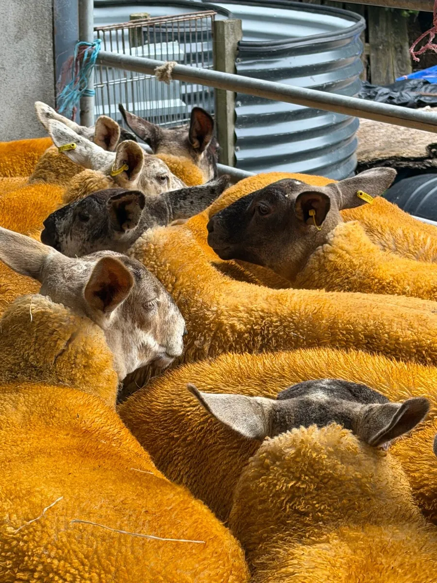 25 Suftex cross Ewe Lambs - Image 1