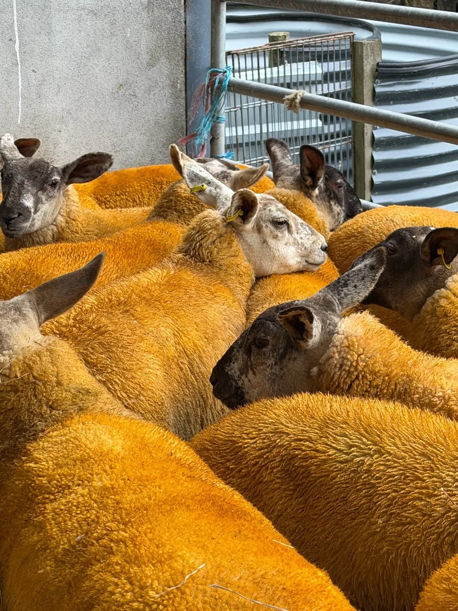 25 Suftex cross Ewe Lambs - Image 2