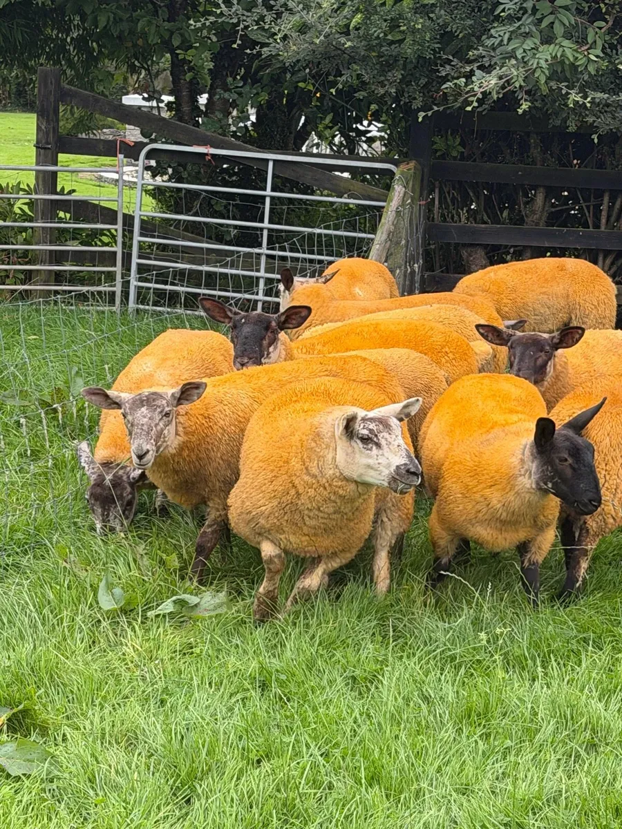 25 Suftex cross Ewe Lambs - Image 3