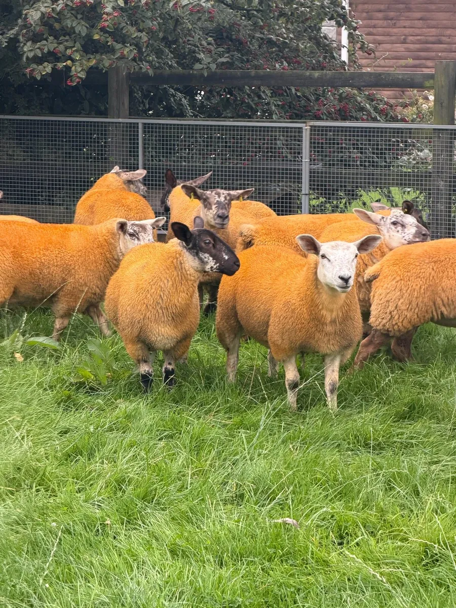 25 Suftex cross Ewe Lambs - Image 4
