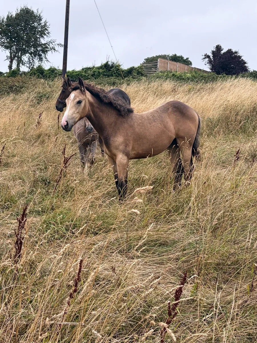 Super cob x filly foal two make 16-1-2 - Image 1