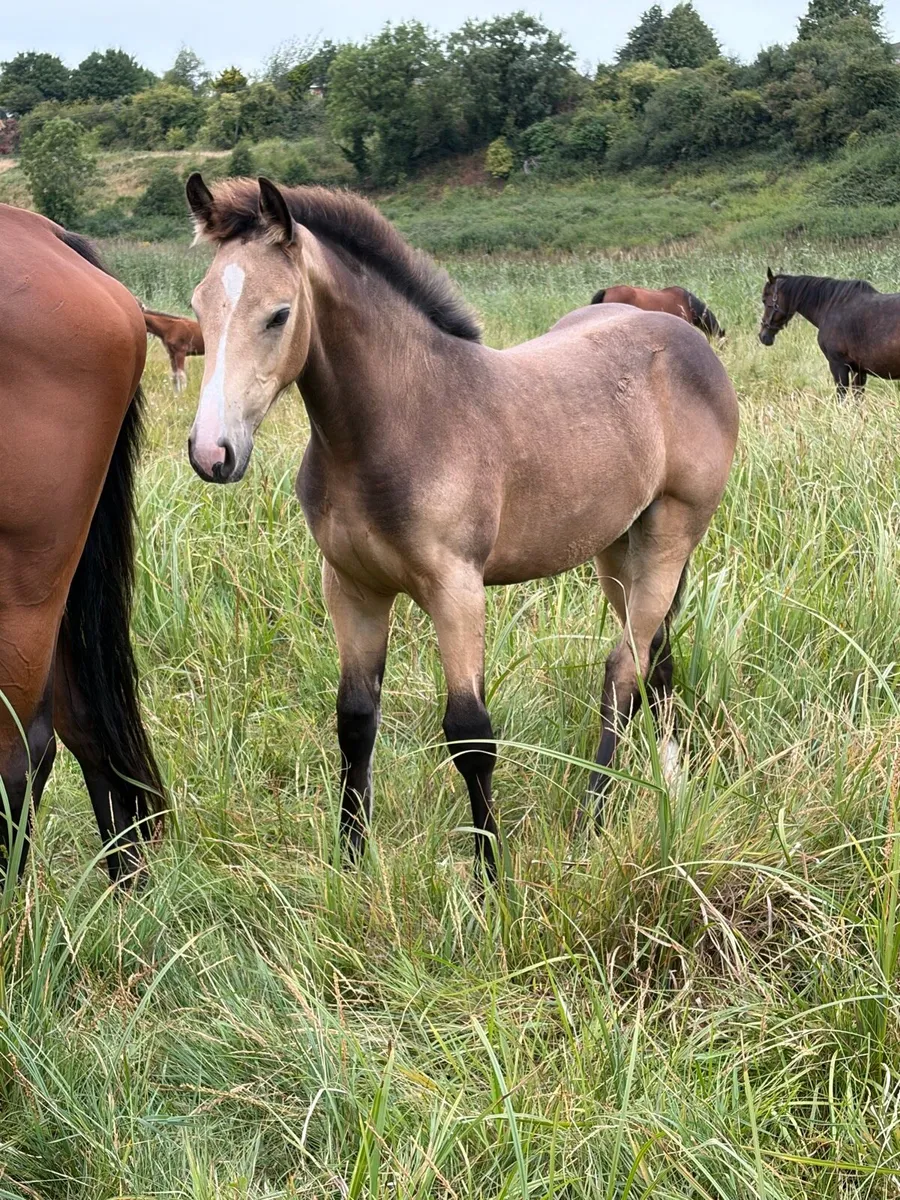 Super cob x filly foal two make 16-1-2 - Image 2