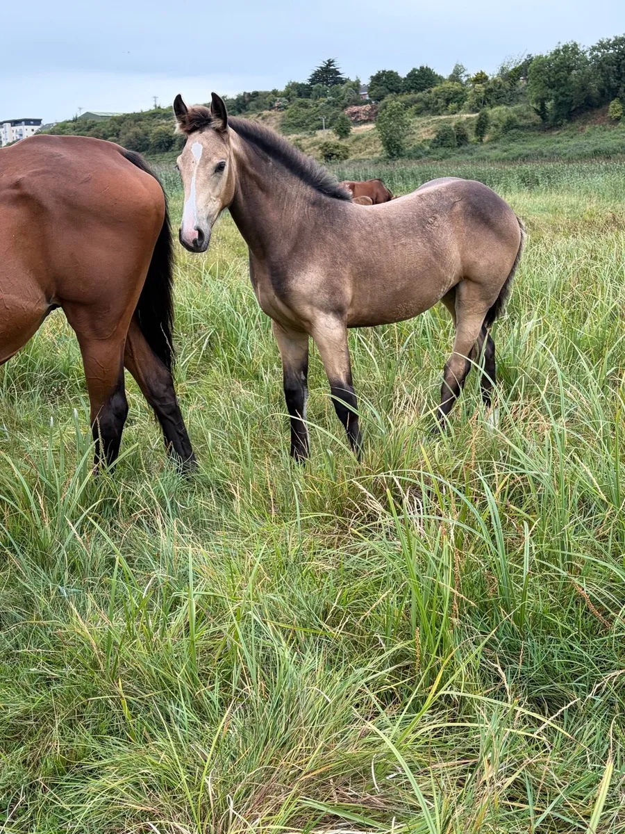 Super cob x filly foal two make 16-1-2 - Image 3