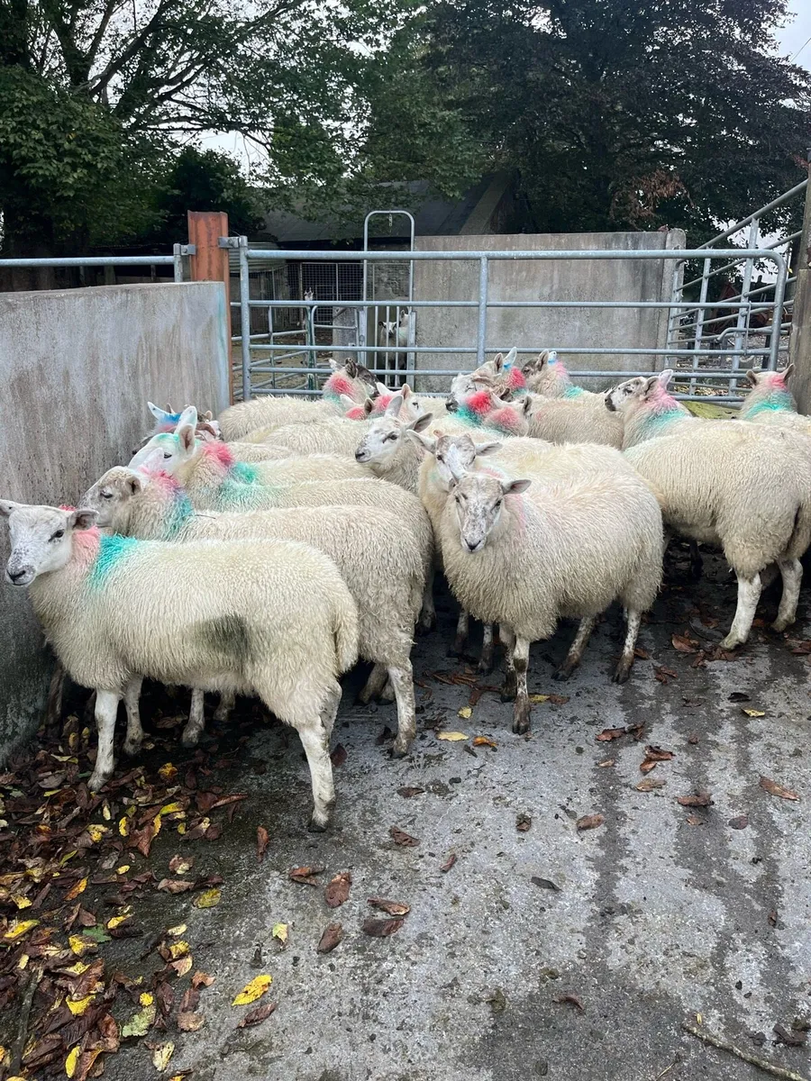Ewe lambs - Image 1