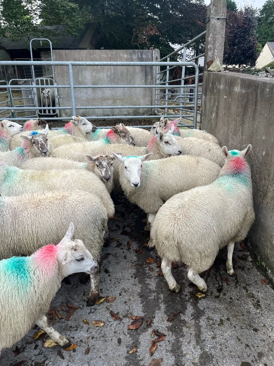 Ewe lambs - Image 4