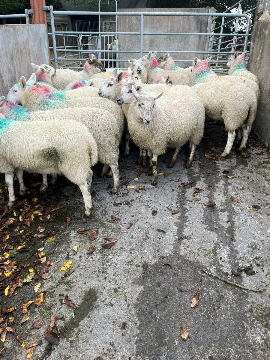 Ewe lambs - Image 2