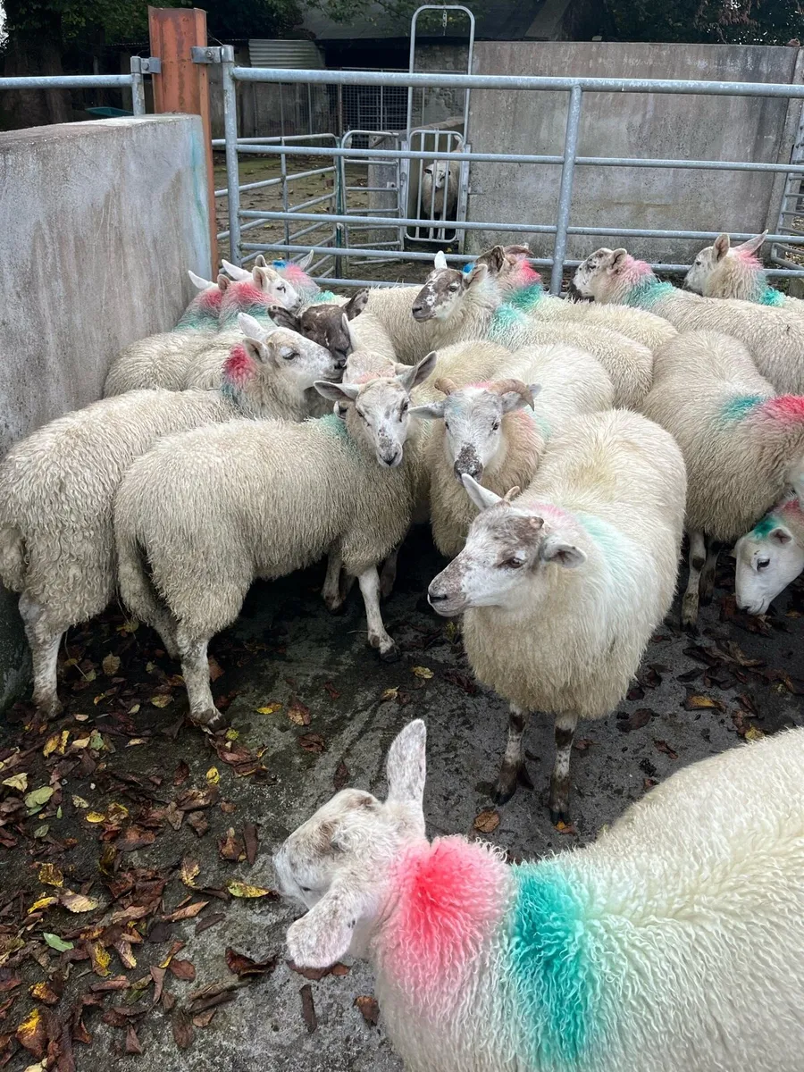 Ewe lambs - Image 3
