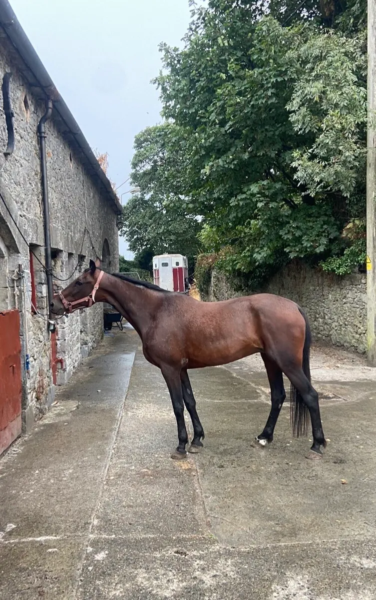 Driving mare - Image 2