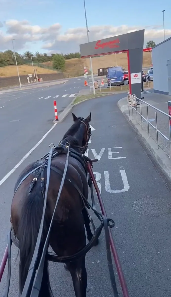 Driving mare - Image 3