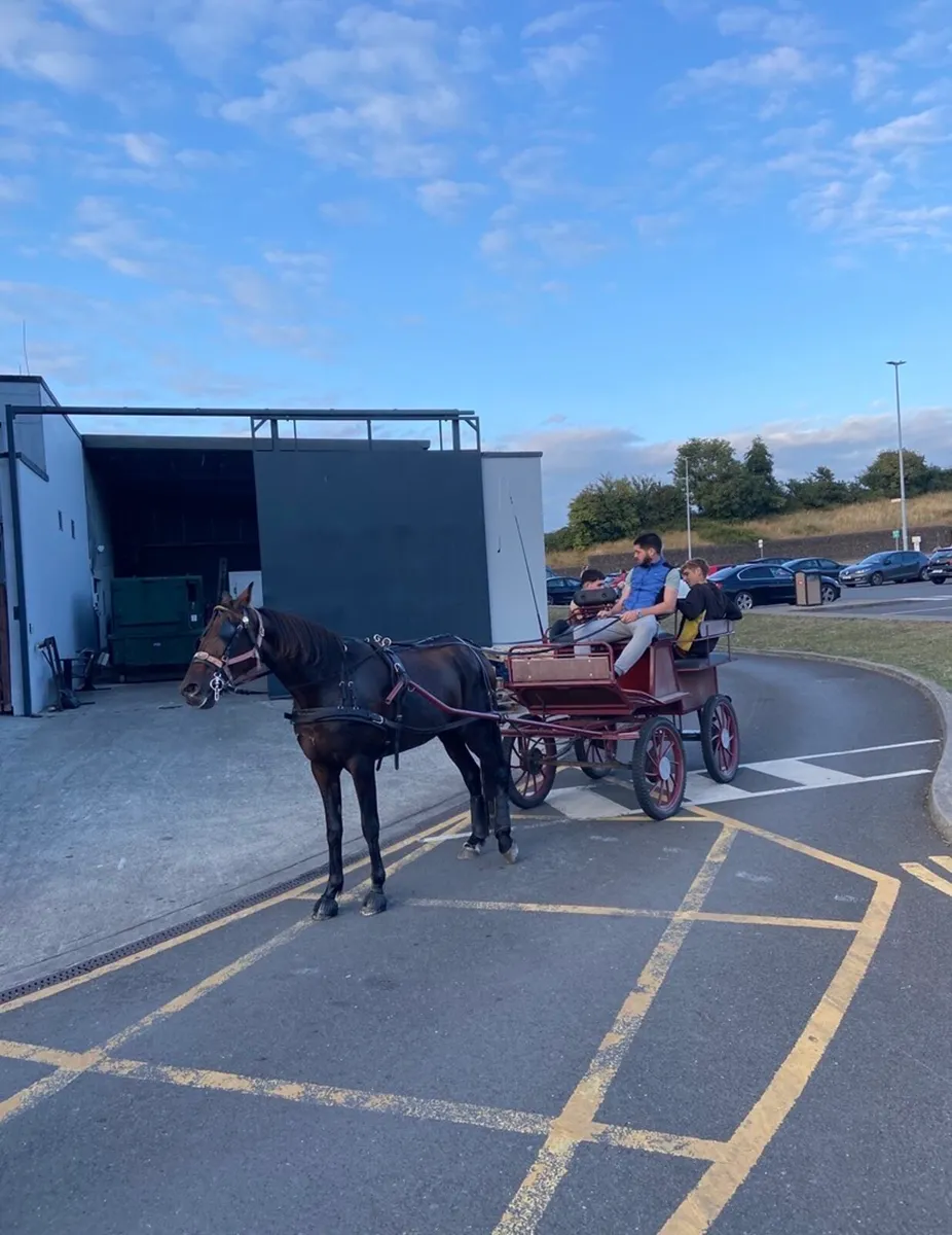 Driving mare - Image 1