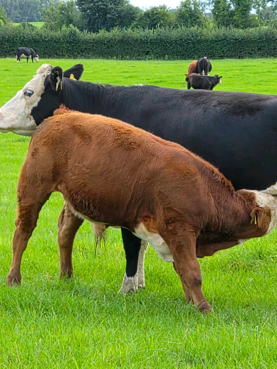 Weanling bulls - Image 1