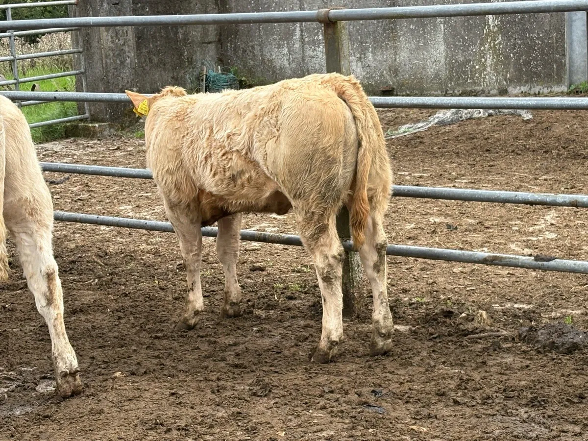 7 homebreed charlois heifer weanlings - Image 2