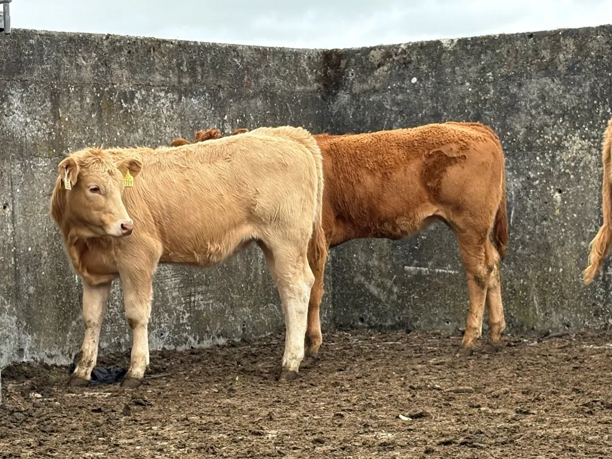 7 homebreed charlois heifer weanlings - Image 3