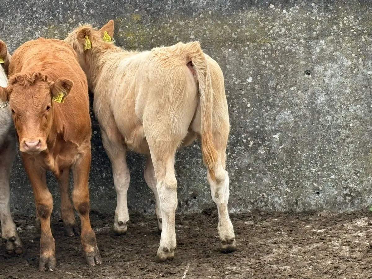 7 homebreed charlois heifer weanlings - Image 4