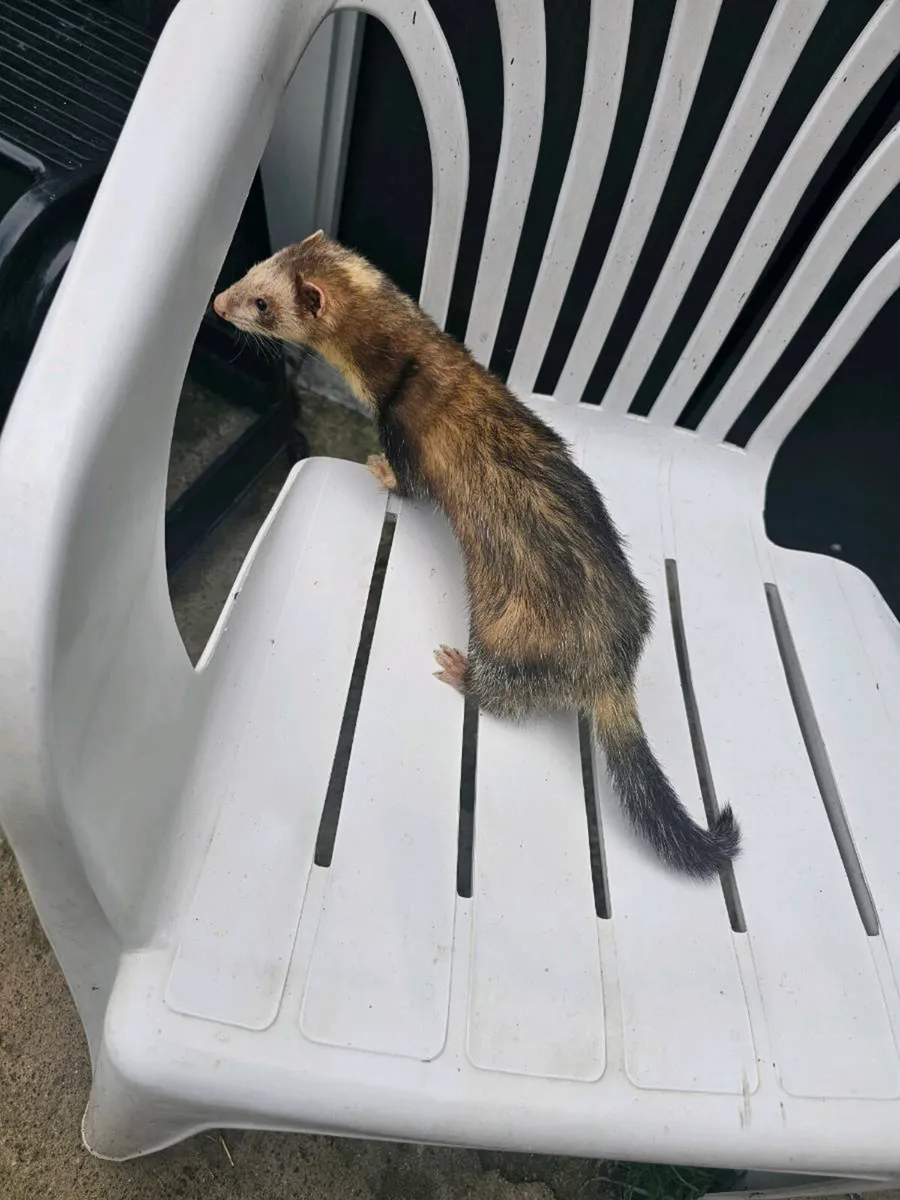 Ferret for sale