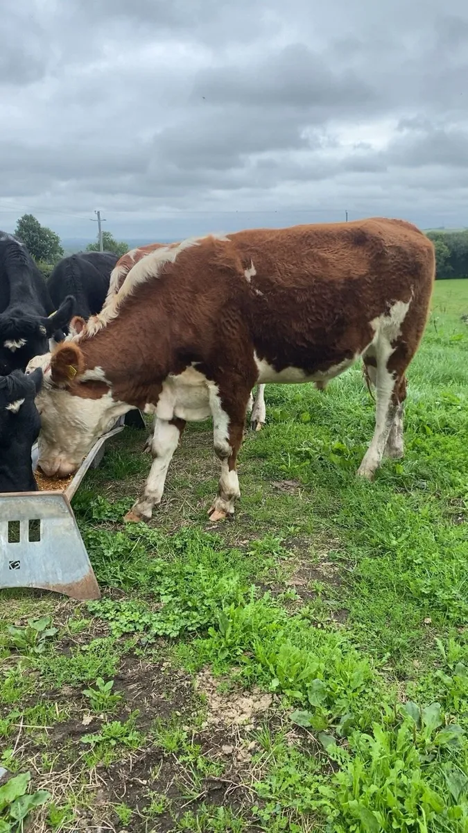 7 super store bullocks - Image 1