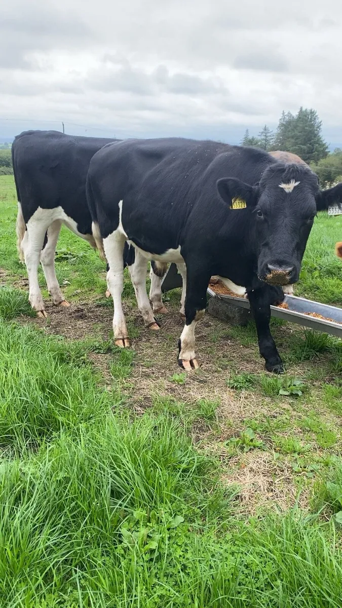 7 super store bullocks - Image 2