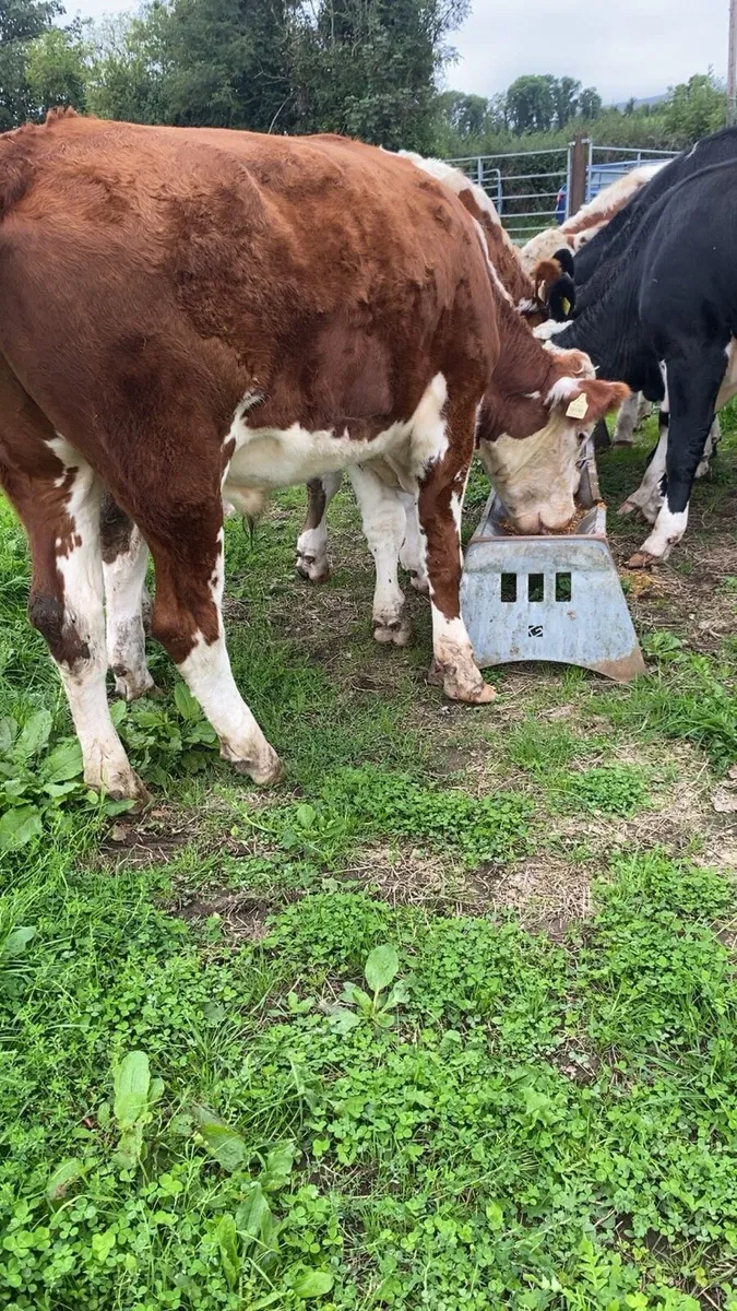 7 super store bullocks - Image 4