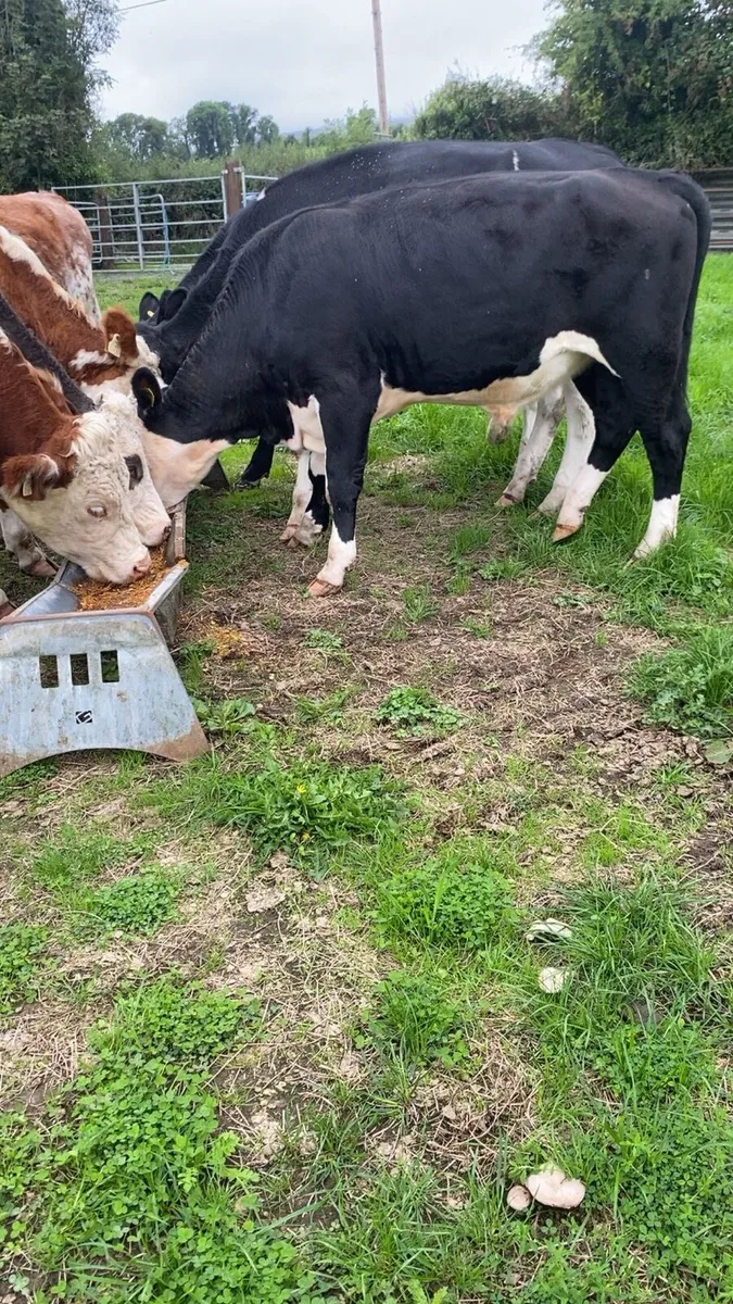 7 super store bullocks - Image 3