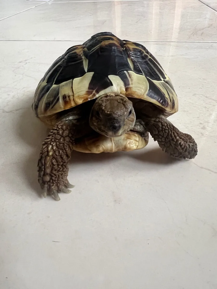 Hermann’s Tortoise, vivarium and supplies - Image 1