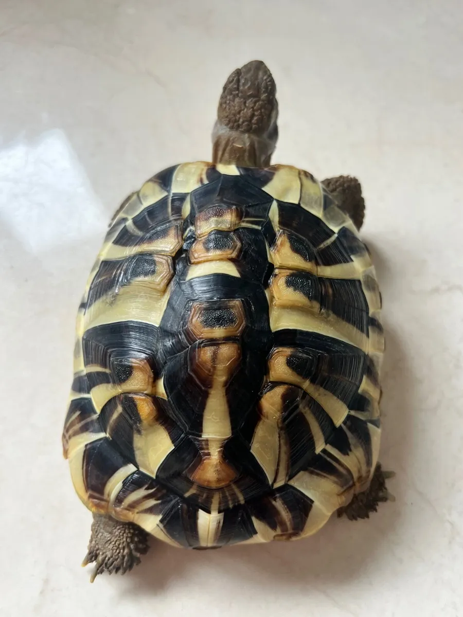 Hermann’s Tortoise, vivarium and supplies - Image 4