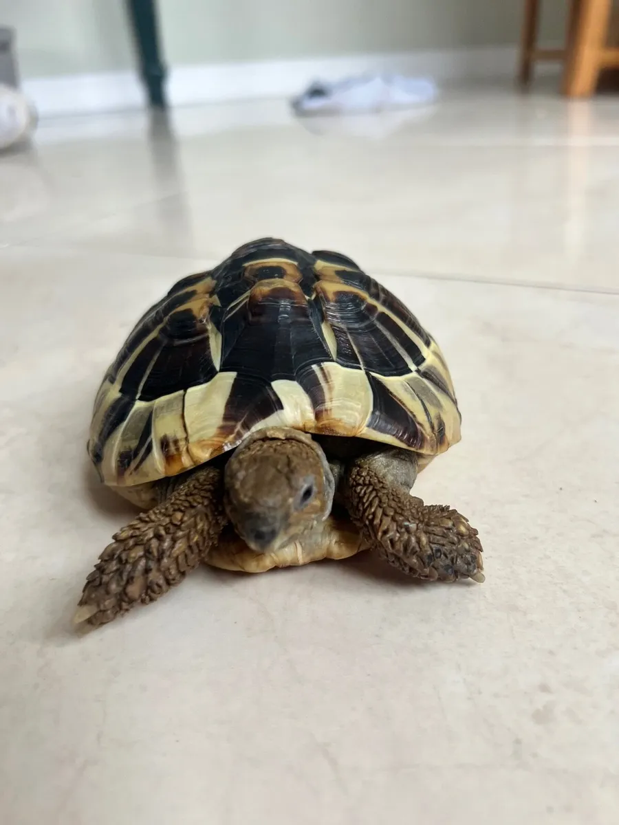 Hermann’s Tortoise, vivarium and supplies - Image 2