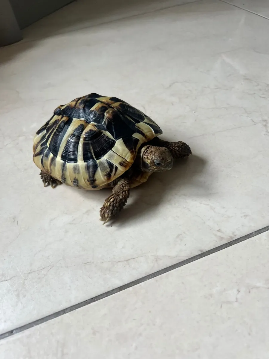 Hermann’s Tortoise, vivarium and supplies - Image 3